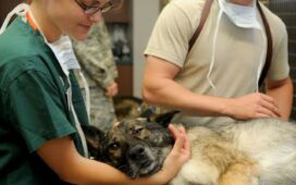 Software para clínica veterinária