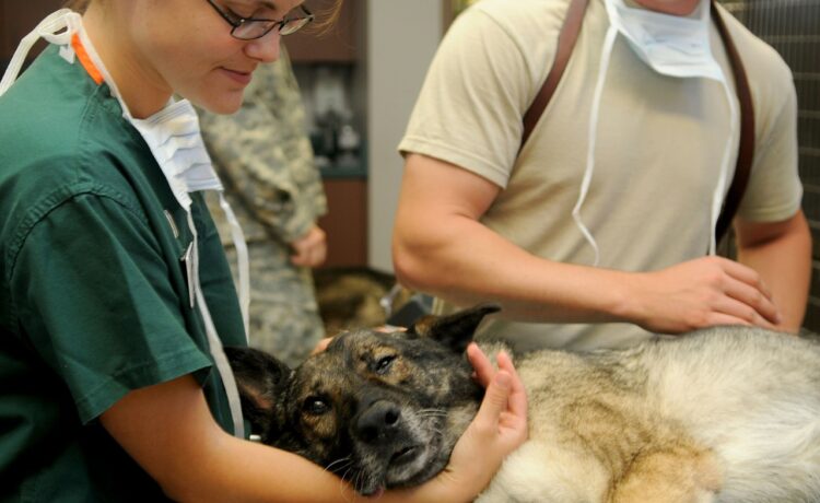 Software para clínica veterinária